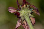 Grassleaf coneflower